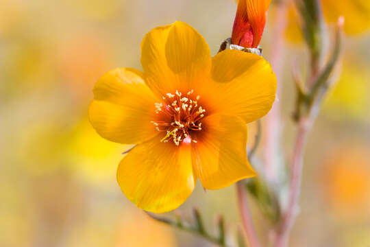 Image of San Joaquin blazingstar