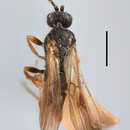 Microgaster parvistriga Thomson 1895的圖片