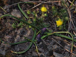 Image of Grape hyacinth