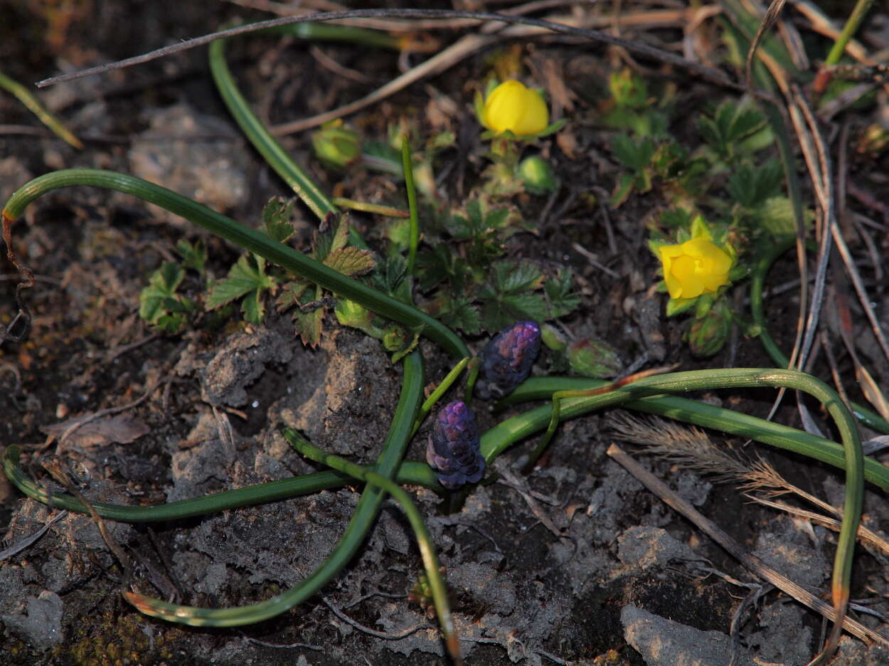 Image of starch grape hyacinth