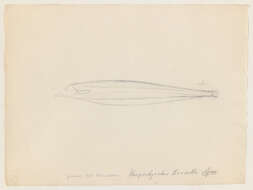 Image of ghost knifefishes