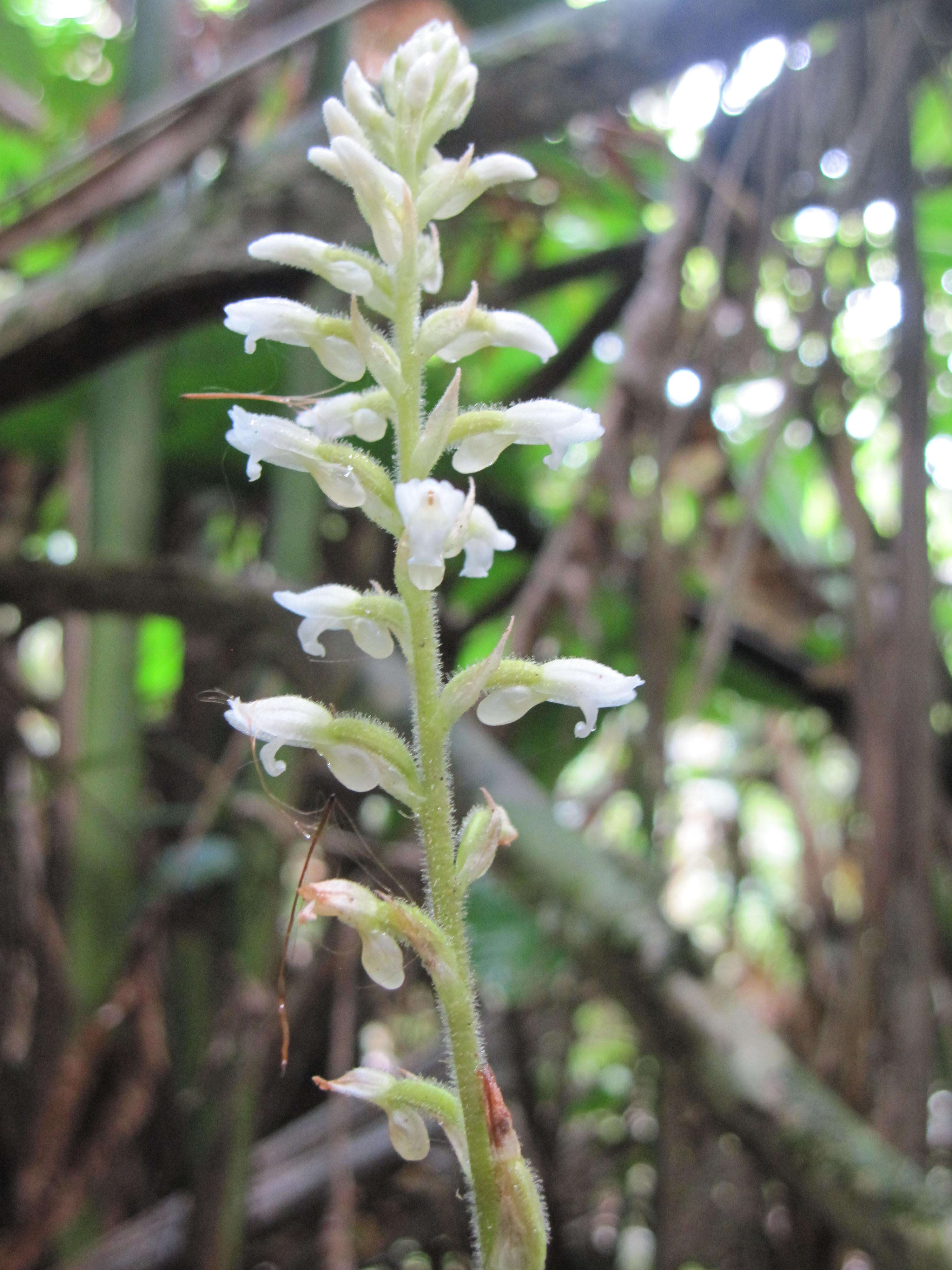 Image de Microchilus plantagineus (L.) D. Dietr.