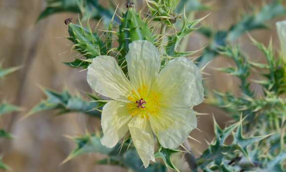 Image of pricklypoppy