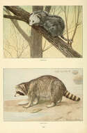 Image of raccoons