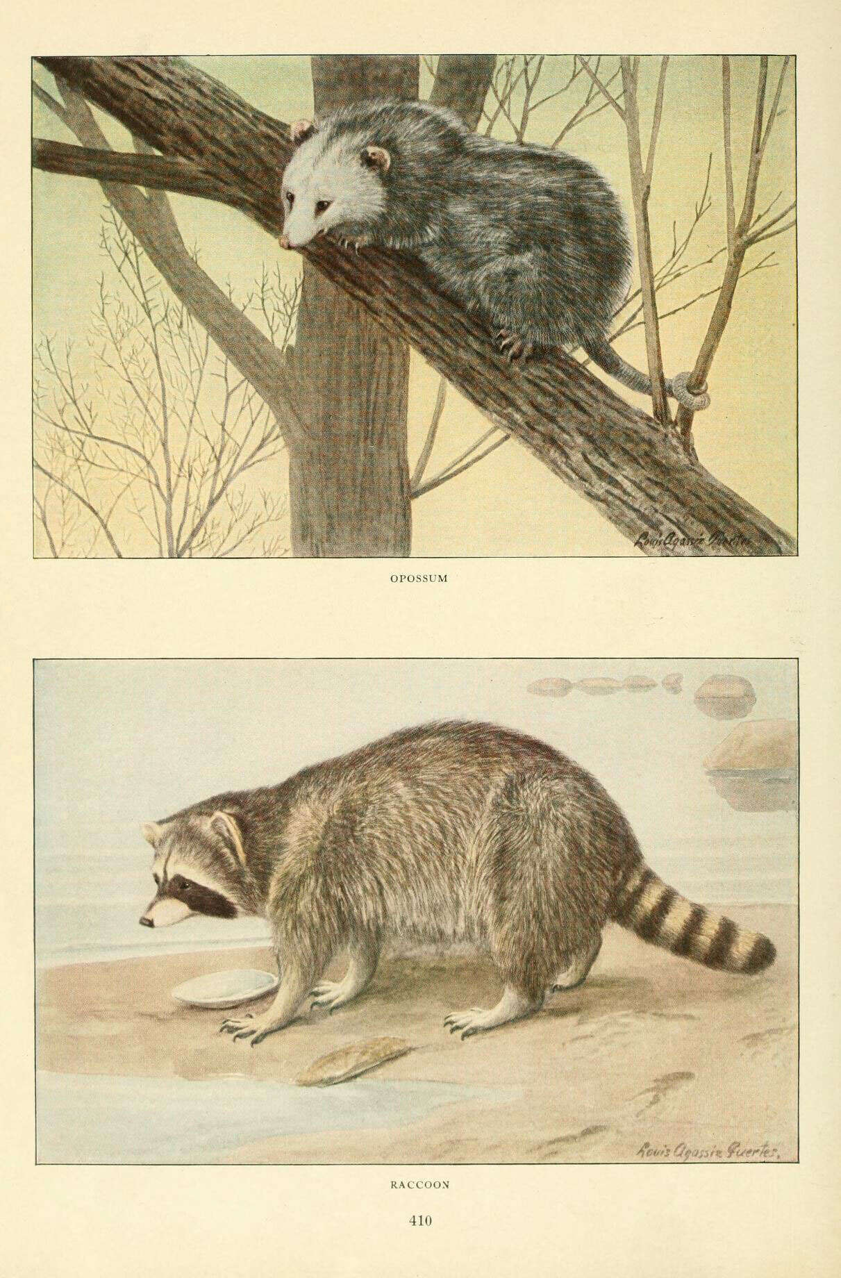 Image of Raccoons