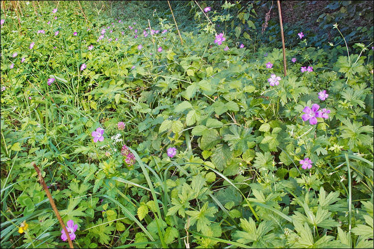 Imagem de Geranium palustre L.