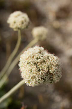 Image of seaside buckwheat