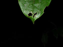 Image of Pleurothyrium golfodulcense W. Burger & N. Zamora