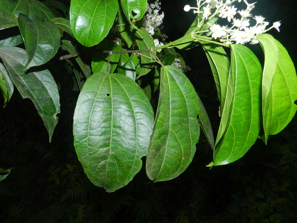 Image of Pleuranthodendron