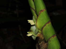 صورة Werauhia gladioliflora (H. Wendl.) J. R. Grant