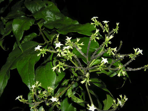 Image of Tournefortia glabra L.