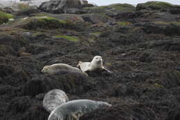 Image of Mediterranean Monk Seal