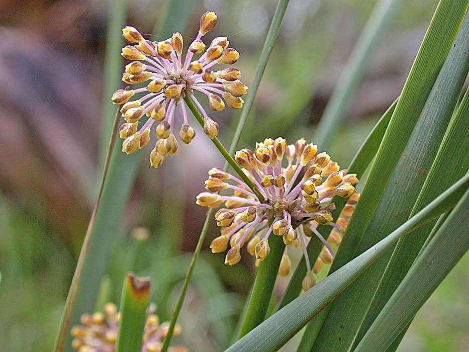 Image of Many flowered mat-rush