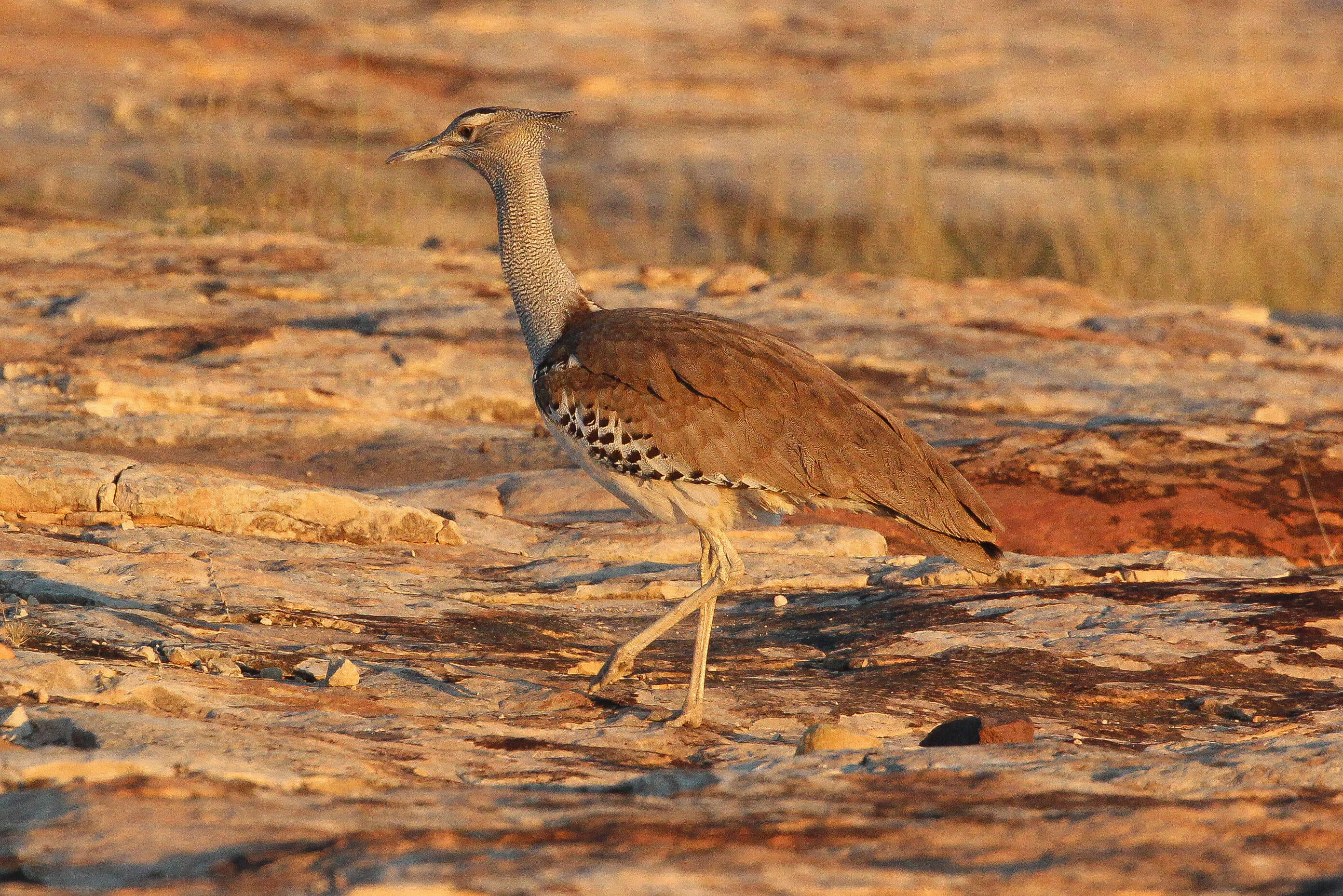 Image of Kori Bustard