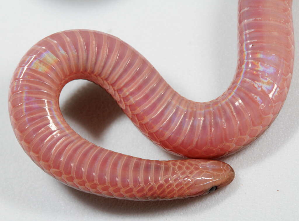 Image of worm snake