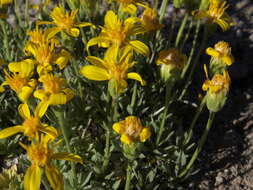 Image of stemless mock goldenweed