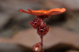 Imagem de Drosera platystigma Lehm.