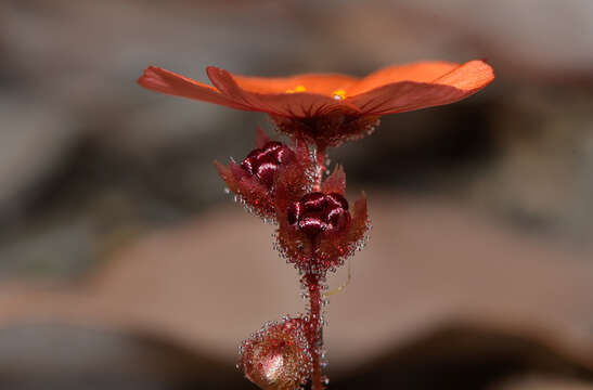 Image of Drosera platystigma Lehm.