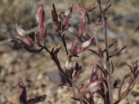 صورة Cordylanthus kingii subsp. helleri (Ferris) T. I. Chuang & L. R. Heckard