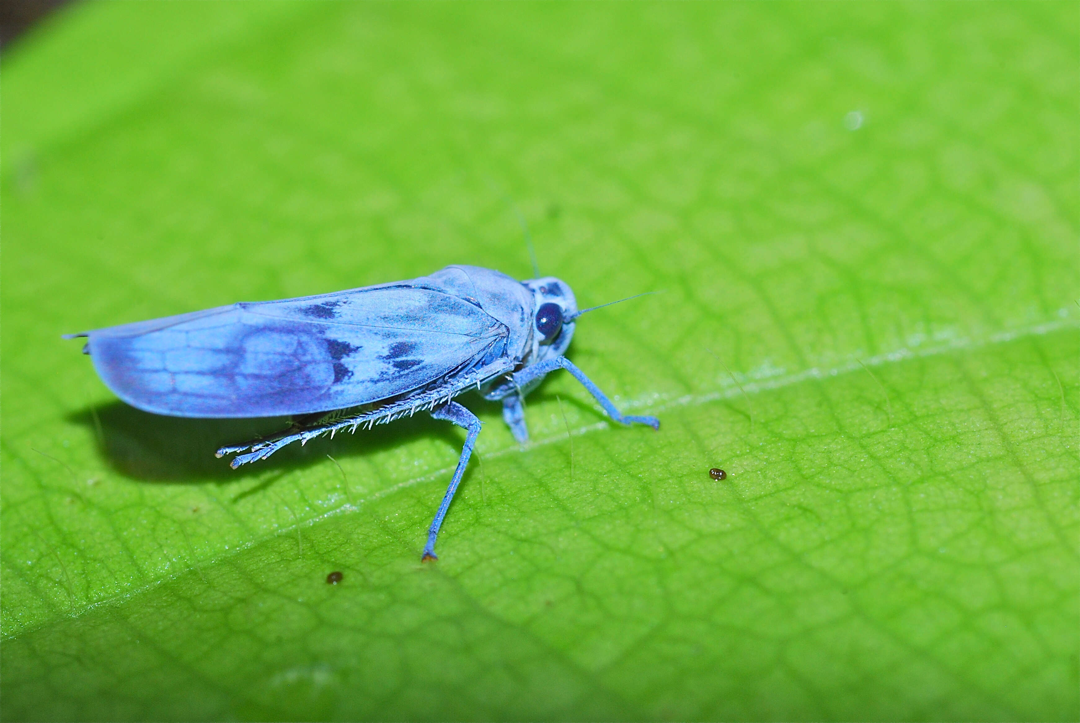 Image of blue leafhopper