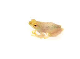 Image of African tree frogs