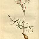 Image of Strumaria spiralis (L'Hér.) W. T. Aiton