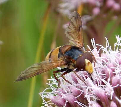 Image of lesser hornet hoverfly