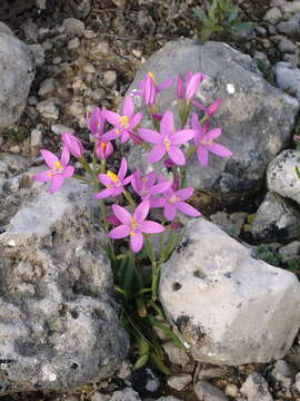 Image of Centaurium quadrifolium (L.) G. López González & C. E. Jarvis