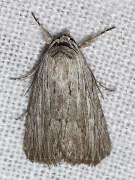 Image of Fine-lined Sallow