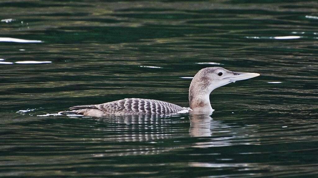 Image of loons