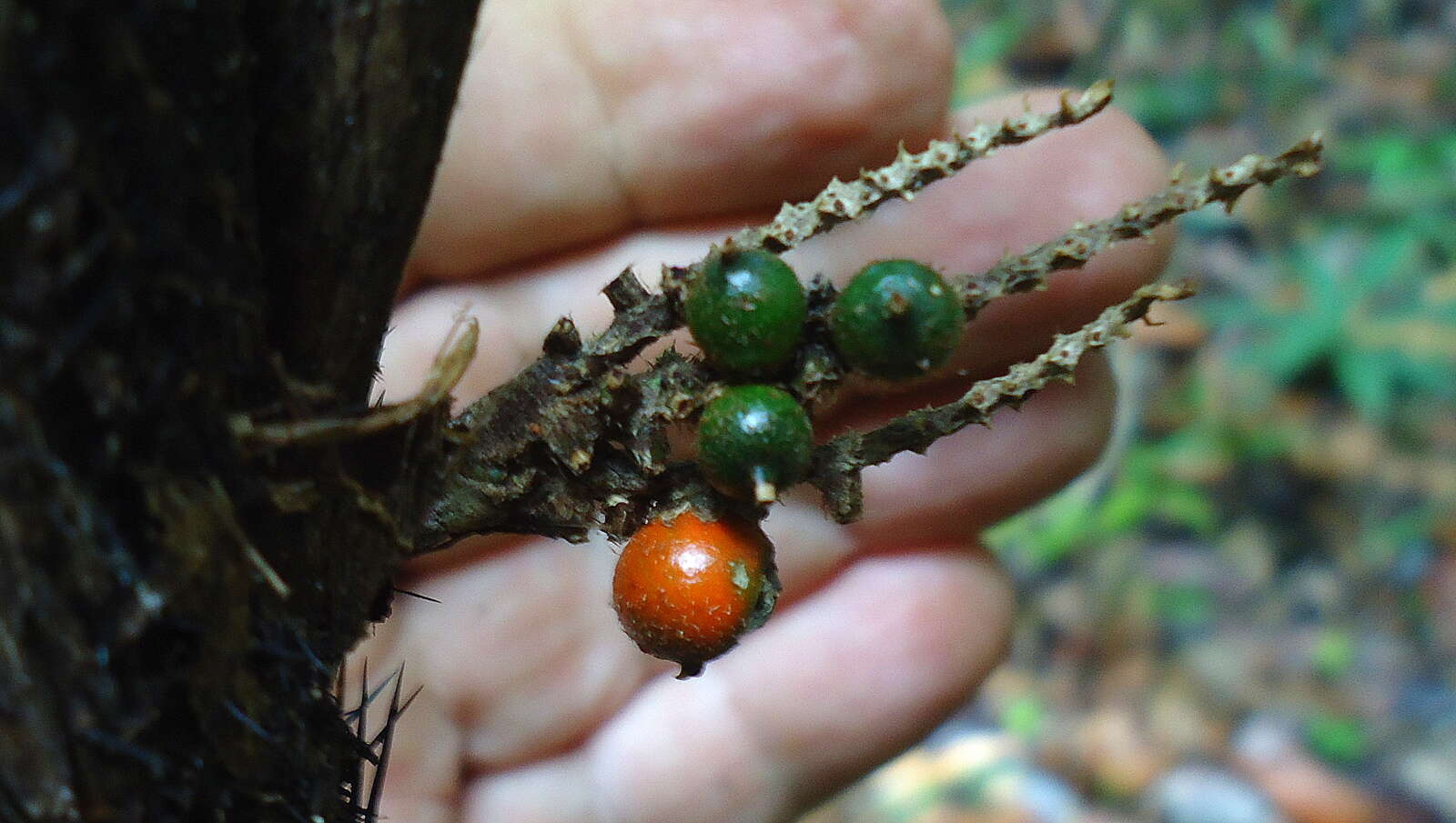 Image de Bactris hirta Mart.