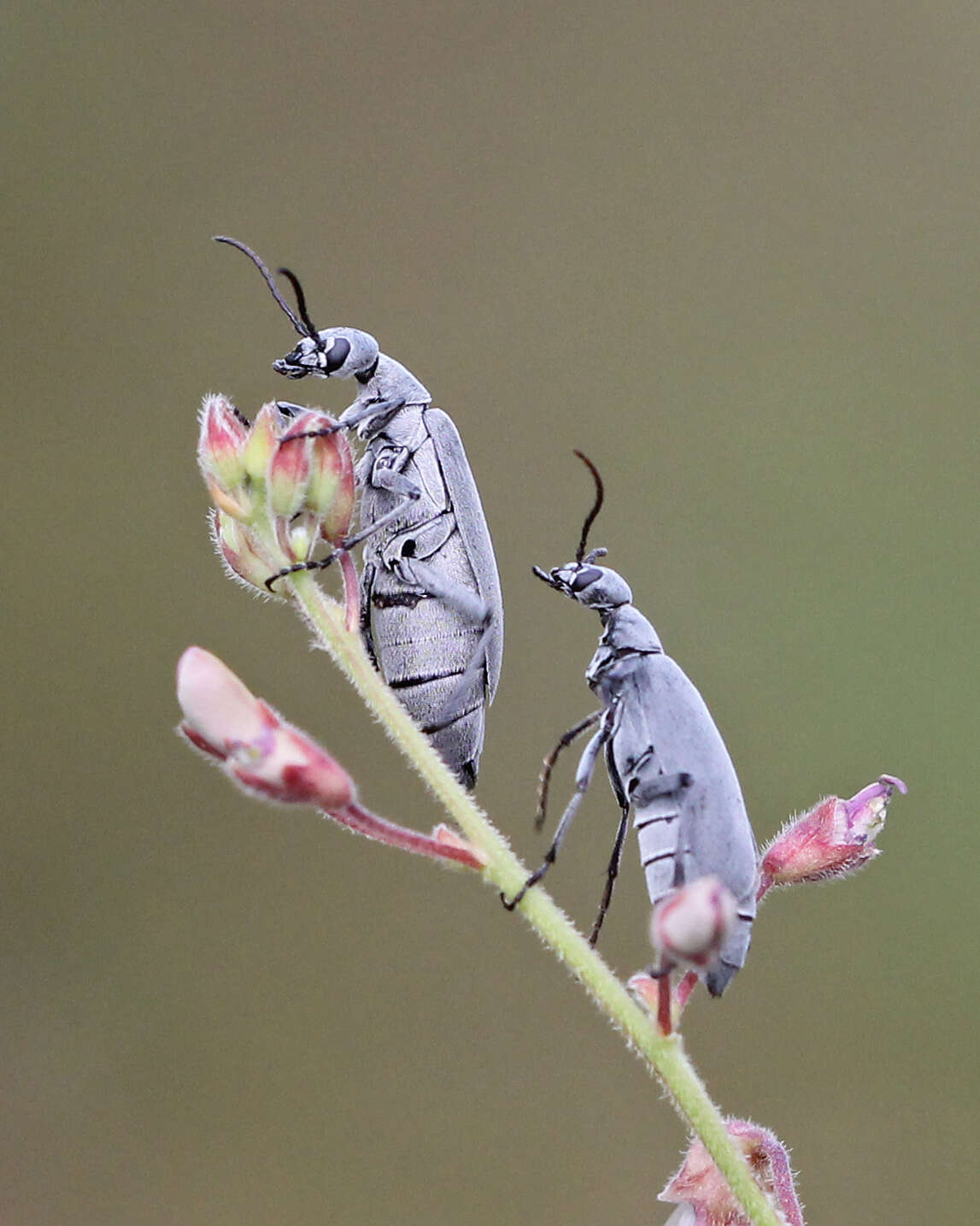 Image of Florida Blister Beetle