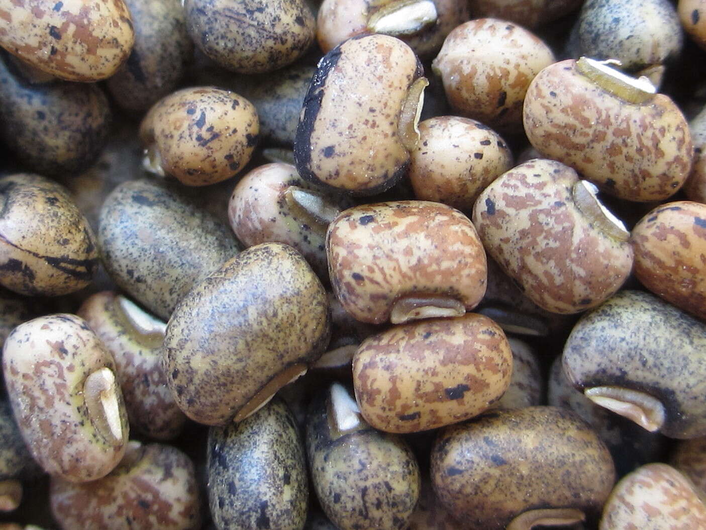 Image of blackeyed pea