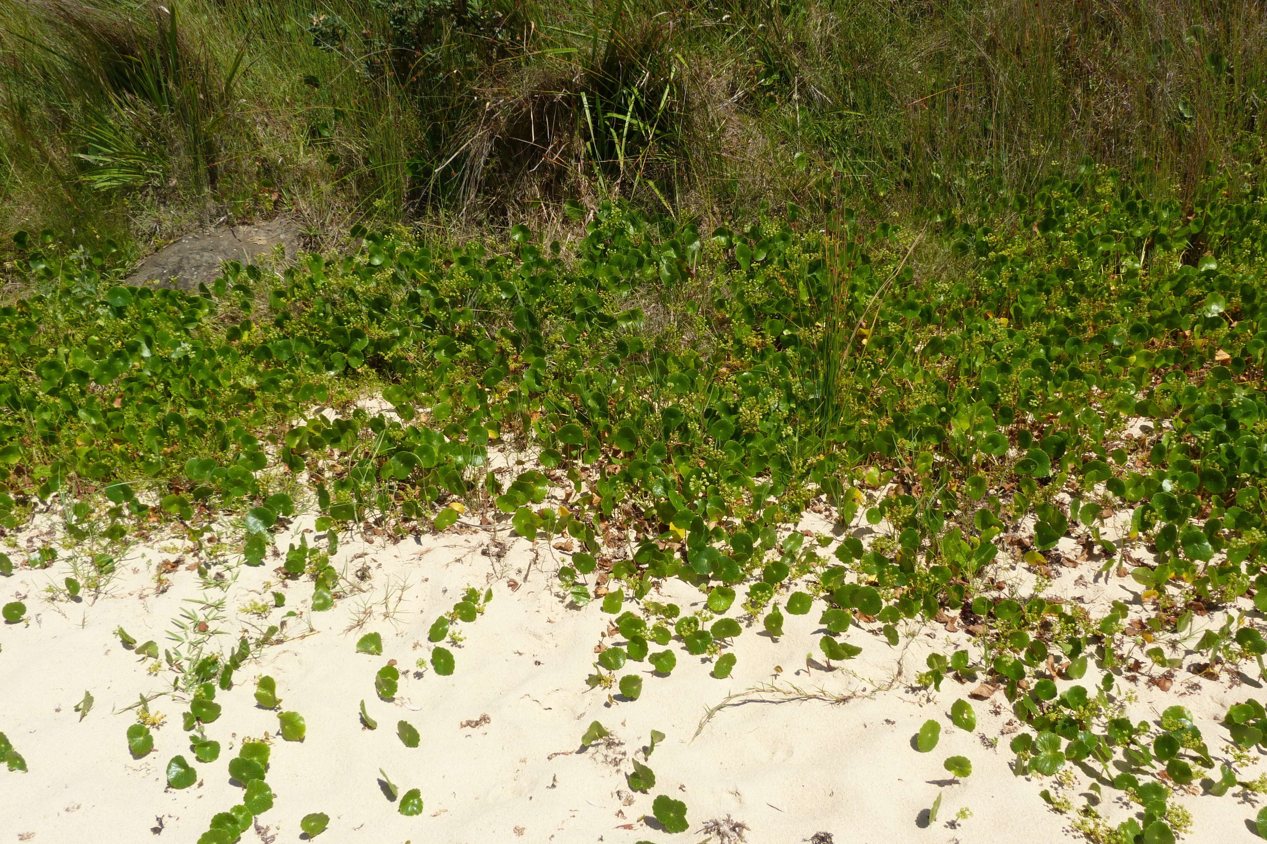 Image of Indian Pennywort