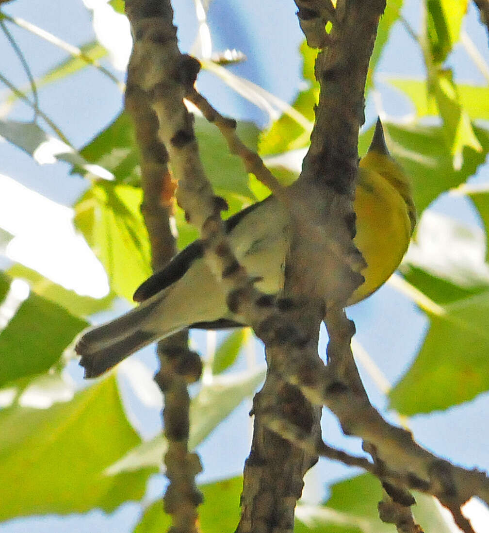 Image of Vireo Vieillot 1808