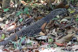 Image of monitor lizards