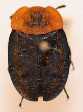 Image of Red-breasted Carrion Beetle