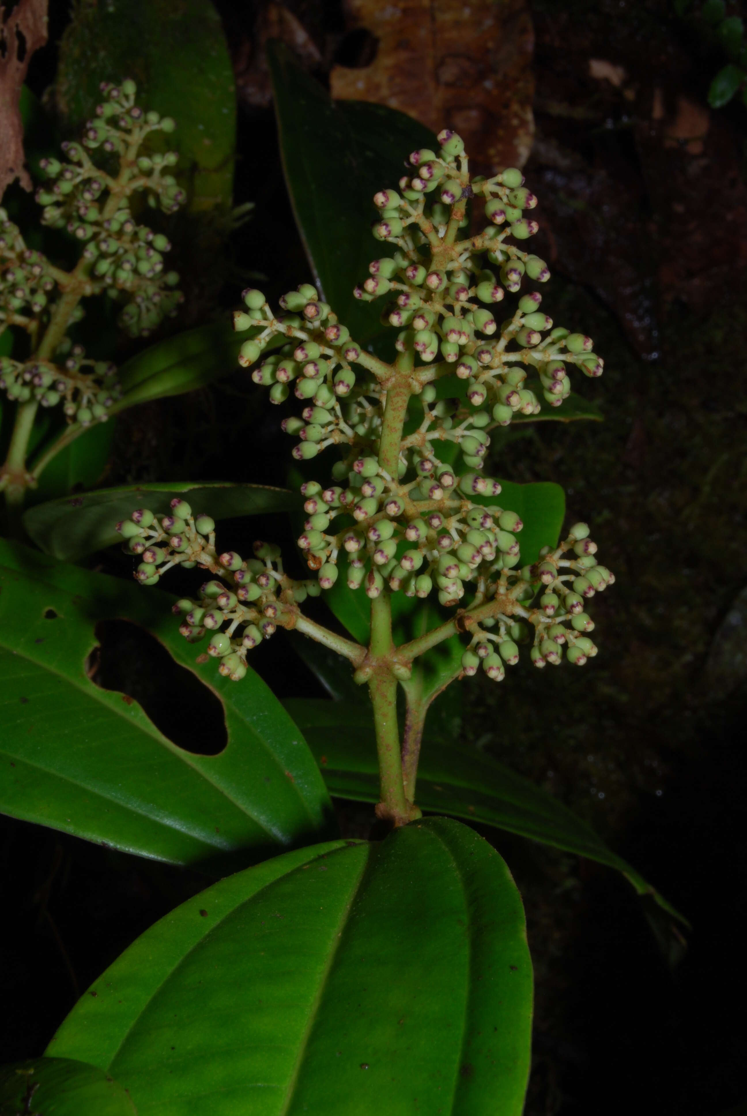 Image of Miconia