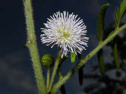 Plancia ëd Mimosa pigra L.