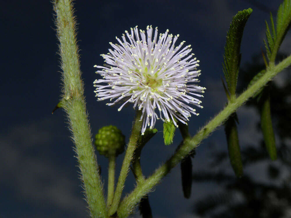 Plancia ëd Mimosa pigra L.