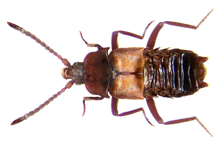 Image of Lomechusa