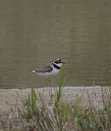 Image of Charadrius Linnaeus 1758