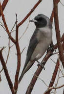 Image of Masked Woodswallow