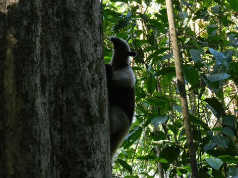 Image of Northern Tamandua