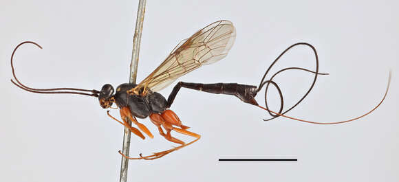 Image of Lissonota rufipes Brischke 1865