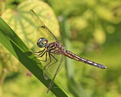 Image of Blue Dasher