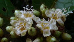 Image of Cordia nodosa Lam.