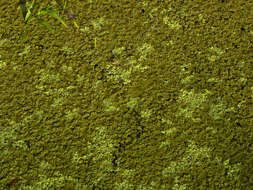 Image of eared watermoss