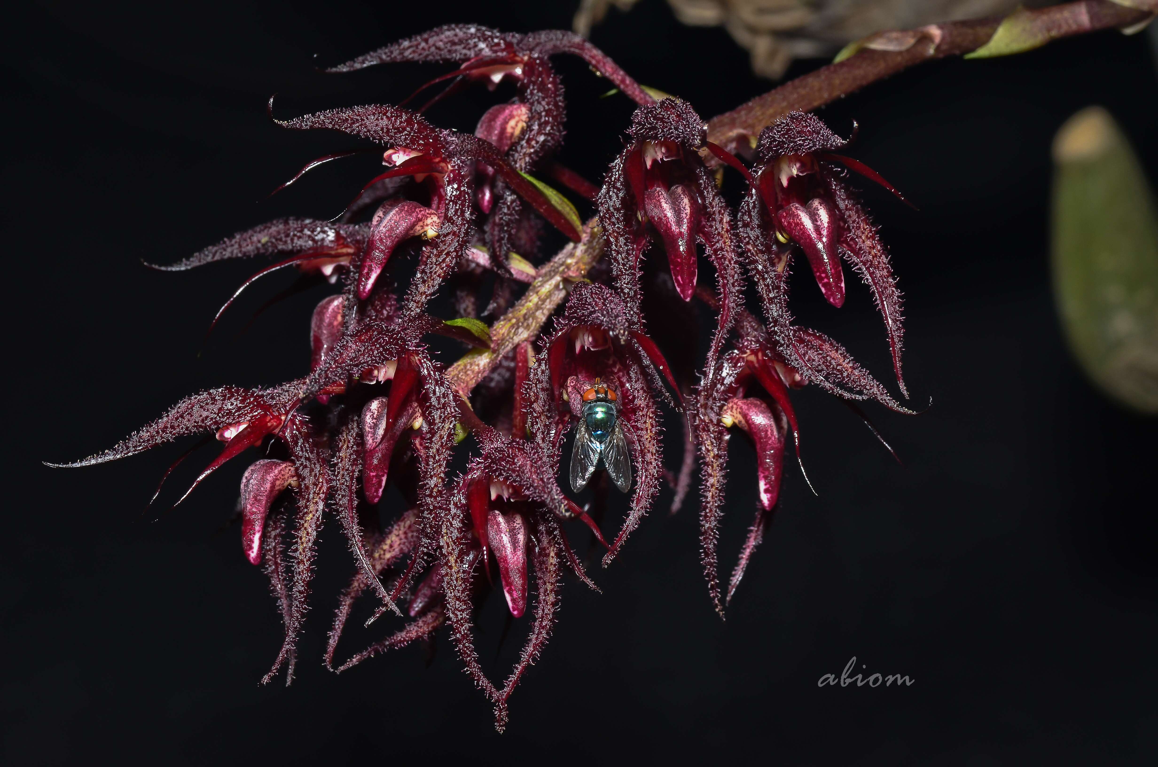 Image of Bulbophyllum lasianthum Lindl.