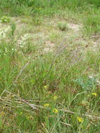 Image of Junegrass